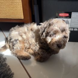 Goldendoodle and Poodle Puppies from Natalia Ovalle