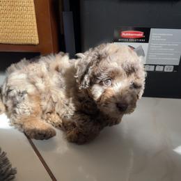 Goldendoodle and Poodle Puppies from Natalia Ovalle