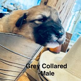 Grey Collar - Badger male Colorado Mountain Dog puppy in Del Norte, Colorado from FAFO Ranch