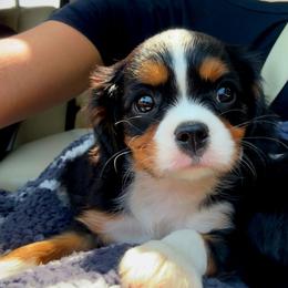Lana - Tri-color female Cavalier King Charles Spaniel puppy in Watsontown, Pennsylvania from Huntsman Cavaliers