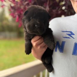 Binx - Black female Chinese Shar-Pei puppy in Auburn, Kansas from Justin's Chinese Shar-Pei