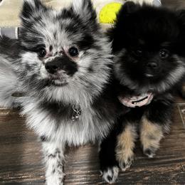 Mr. - Pomeranian