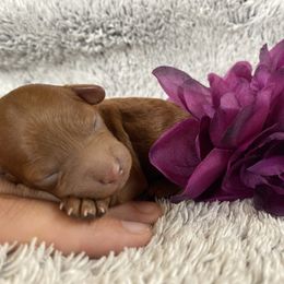 Goldendoodle Puppies from Simply Mini Goldendoodles