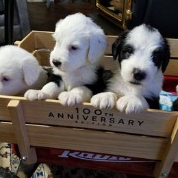 Old English Sheepdog Puppies from Wild-n-Woolly Old English Sheepdogs