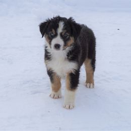 Australian Shepherd Puppies from Pole Canyon Australian Shepherds