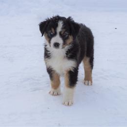 Australian Shepherd Puppies from Pole Canyon Australian Shepherds