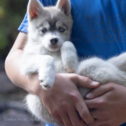 Helia - Blue female Pomsky puppy in Moultonborough, New Hampshire from Foxfire Arctic Spitz