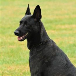 Vandal - Dutch Shepherd