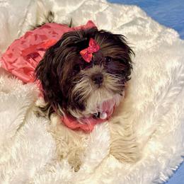 Shih Tzu All Grown Up from P and J Farms
