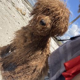 Poodle All Grown Up from B&BPoodlePalace