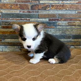 Boy 2 - Black and tan male Pembroke Welsh Corgi puppy in Visalia, California from VIP Stables