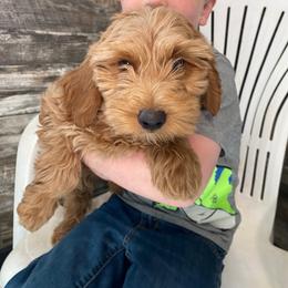 Honey - Red  female Goldendoodle puppy in Hillsdale, Michigan from My Buddy Ol’ Paws