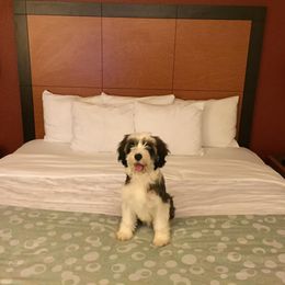 Tibetan Terrier Puppies from Zara Tibetan Terriers