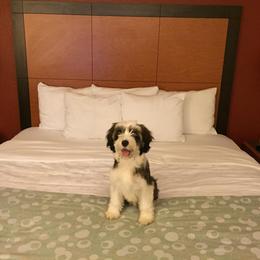 Tibetan Terrier Puppies from Zara Tibetan Terriers