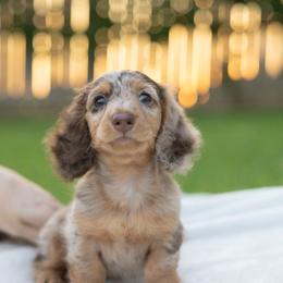 Dachshund Puppies from Rising Dawn Dachshunds