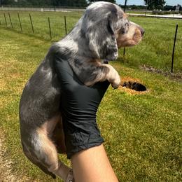 Speckles - Dapple female Dachshund puppy in Nederland, Texas from M & M Pups
