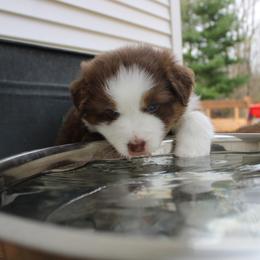 Australian Shepherd Puppies from Starlit Grove Australian Shepherds