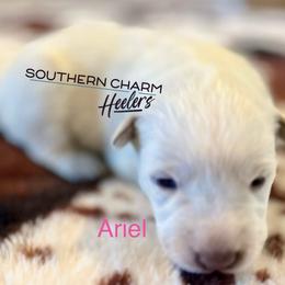 Ariel - Red speckled female Australian Cattle Dog puppy in Floyd, Virginia from Southern Charm Heelers