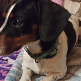 Sunday - Dachshund