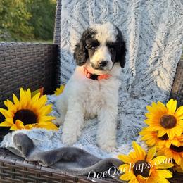 Charlie - Parti male Poodle puppy in Detroit, Michigan from QaeQaePups LLC