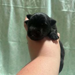 Male 4 - Black male German Shepherd puppy in Salem, South Carolina from Von Maqqedah Haus German Shepherds