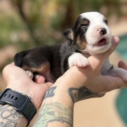 Flint - Black tri male Miniature American Shepherd puppy in Phoenix, Arizona from Outlaw Minis