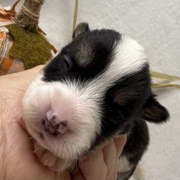 Girl 4 - Black and white female American Corgi puppy in Scottown, Ohio from Wyndy Ridge Corgis