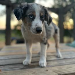Cowboy - Blue merle male Miniature Australian Shepherd puppy in Doddridge, Arkansas from Huddleston Farm