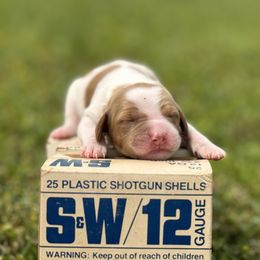 Brittany Puppies from HillTop Brittany Kennel
