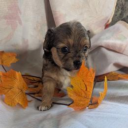 Hunter - Chocolate sabled fawn male Chihuahua puppy in Waycross, Georgia from OakView Farm Chihuahuas FB