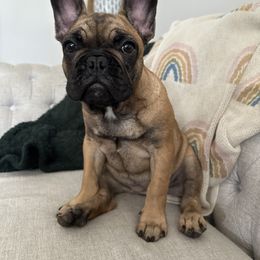 French Bulldog Puppies from Poppy’s Frenchies