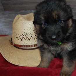 Green - Black and tan male German Shepherd puppy in San Antonio, Texas from Von Arc German Shepherds