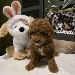 Bernedoodle, Goldendoodle, and Poodle Puppies from 4goldendoodles