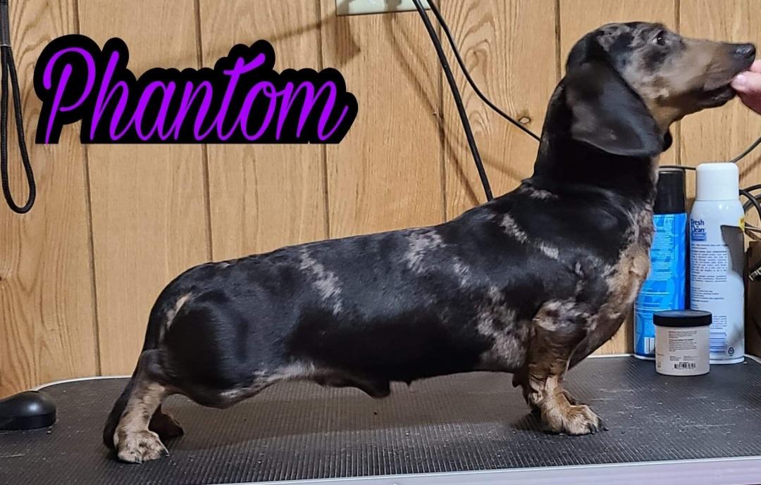 Phantom