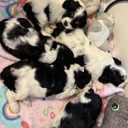 Cockapoo and Labrador Retriever Puppies from Kinkade Kennels