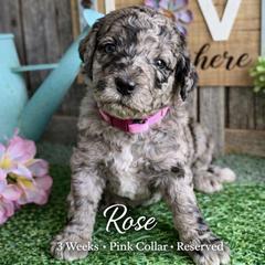 Rose-pink collar - Merle female Saint Berdoodle puppy in Paw Paw, Michigan from ProAct Canines