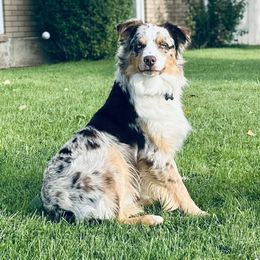 Koa - Australian Shepherd