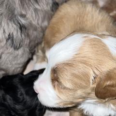 Aussiedoodles, Australian Mountain Doodles, Bernedoodles, Cavapoos, and Goldendoodles from CocoLove Doodles