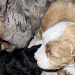 Aussiedoodles, Australian Mountain Doodles, Bernedoodles, Cavapoos, and Goldendoodles from CocoLove Doodles