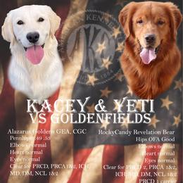 Girl 2 - Golden female Golden Retriever puppy in Great Falls, Montana from VS Golden Fields