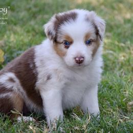 Sleepy - Red merle female Miniature Australian Shepherd puppy in Evant, Texas from Lazy VT Bar Ranch