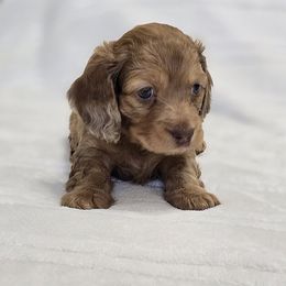 Dachshund Puppies from LoveLee Dachshunds