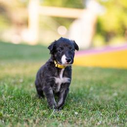Fuzzball - Brindle male Silken Windhound puppy in Michigan from Regalant Silken Windhounds