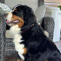 Vallie - Bernese Mountain Dog