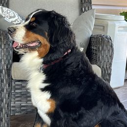 Vallie - Bernese Mountain Dog