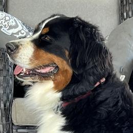 Vallie - Bernese Mountain Dog