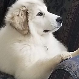 Great Pyrenees Puppies from Pyradigm Great Pyrenees
