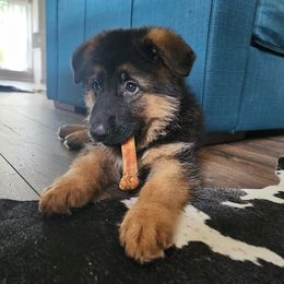 German Shepherd Puppies from Ewig Krieger Kennels
