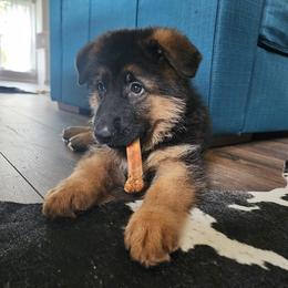 German Shepherd Puppies from Ewig Krieger Kennels