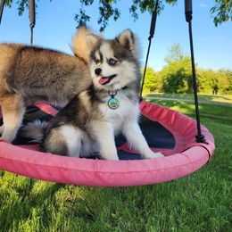 Kiwi - Pomsky